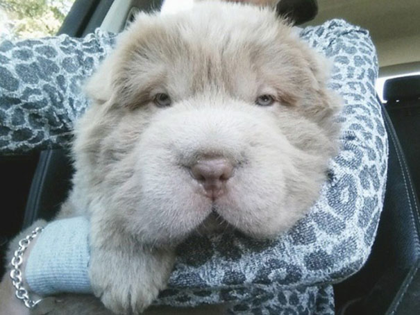 perro muy peludo 2