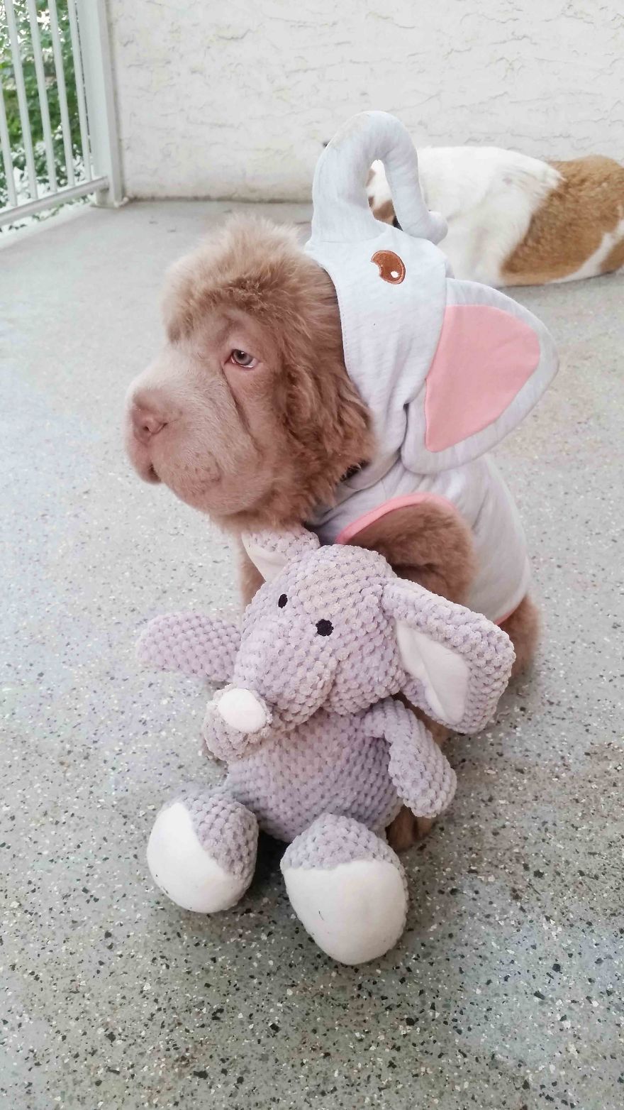 perro muy peludo 5