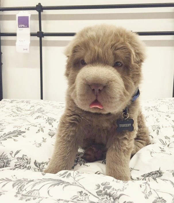 perro muy peludo 6
