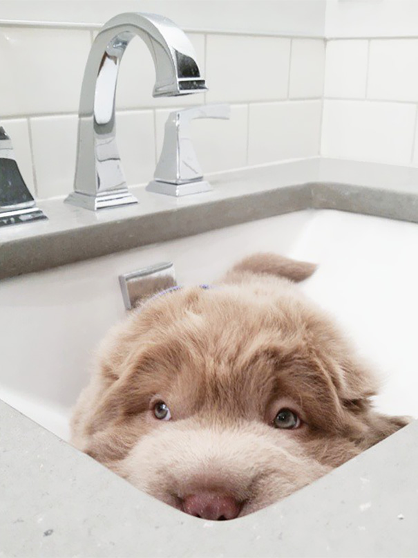 perro muy peludo 8