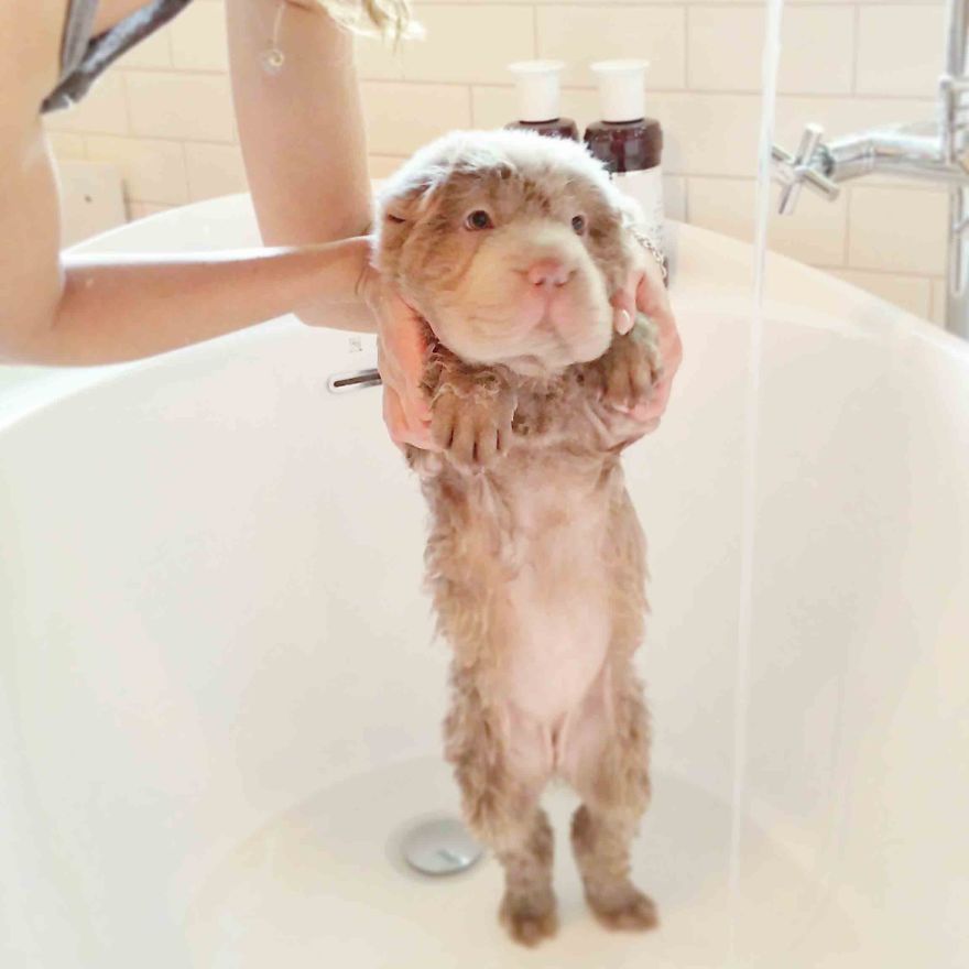 perro muy peludo 9