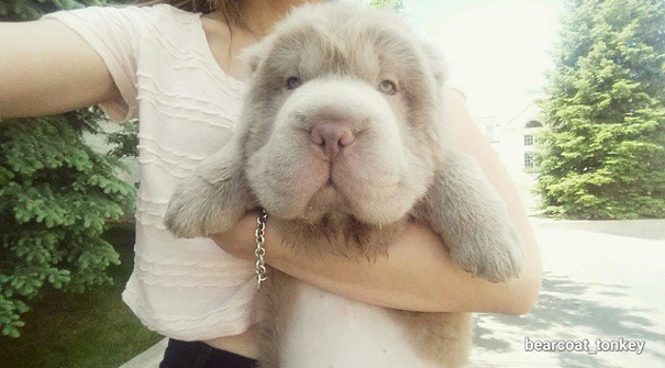 perro muy peludo