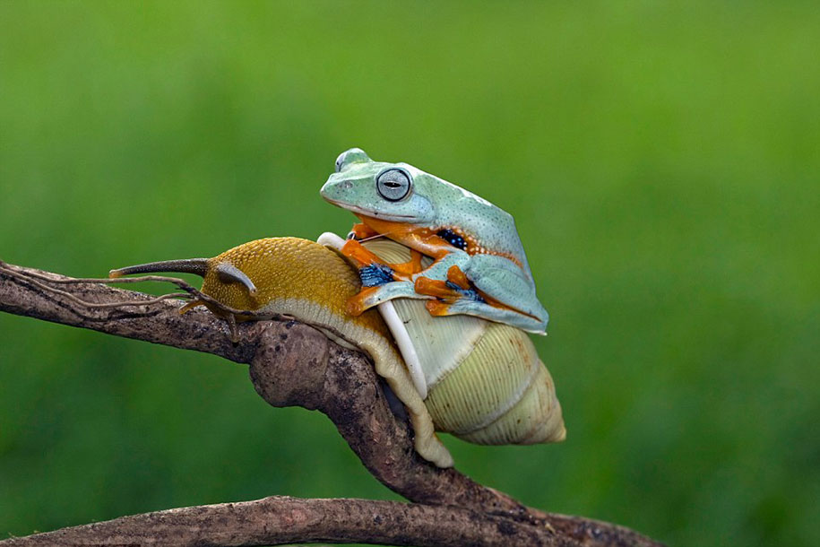 rana caracol 3
