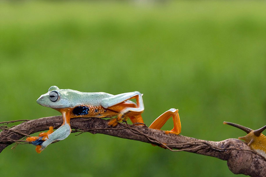 rana caracol 5