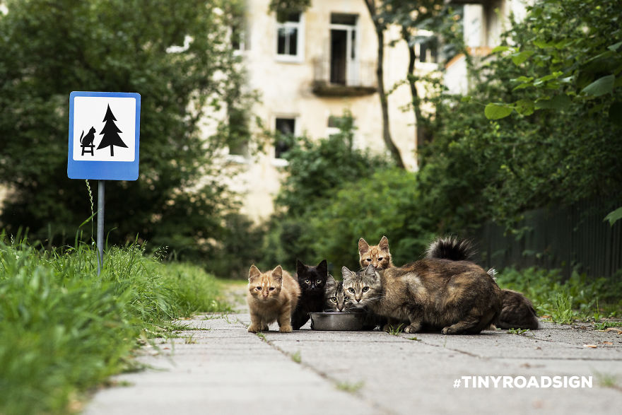 senales trafico animales 1