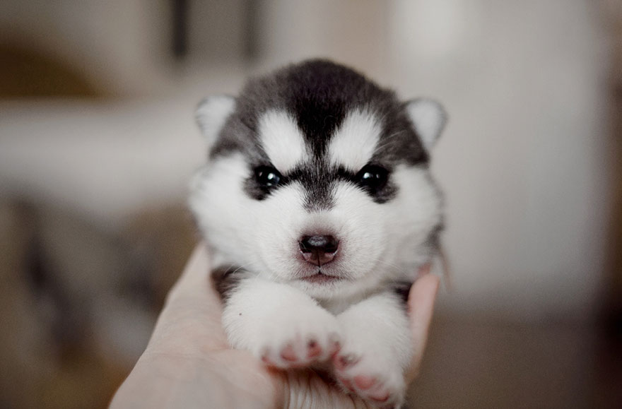 huskies 11