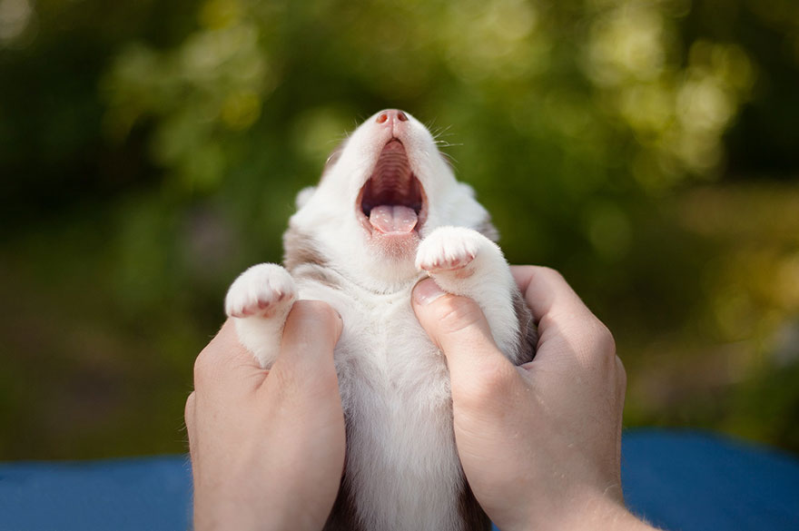 huskies 13