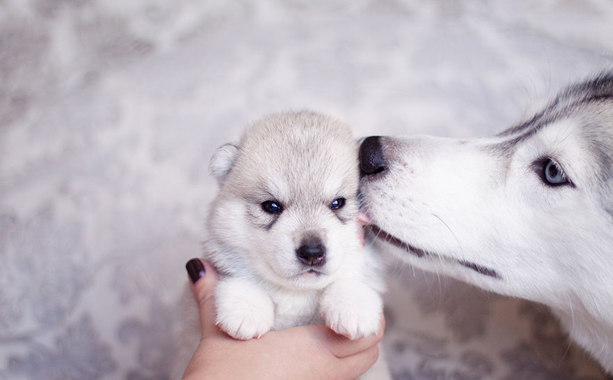 huskies 15