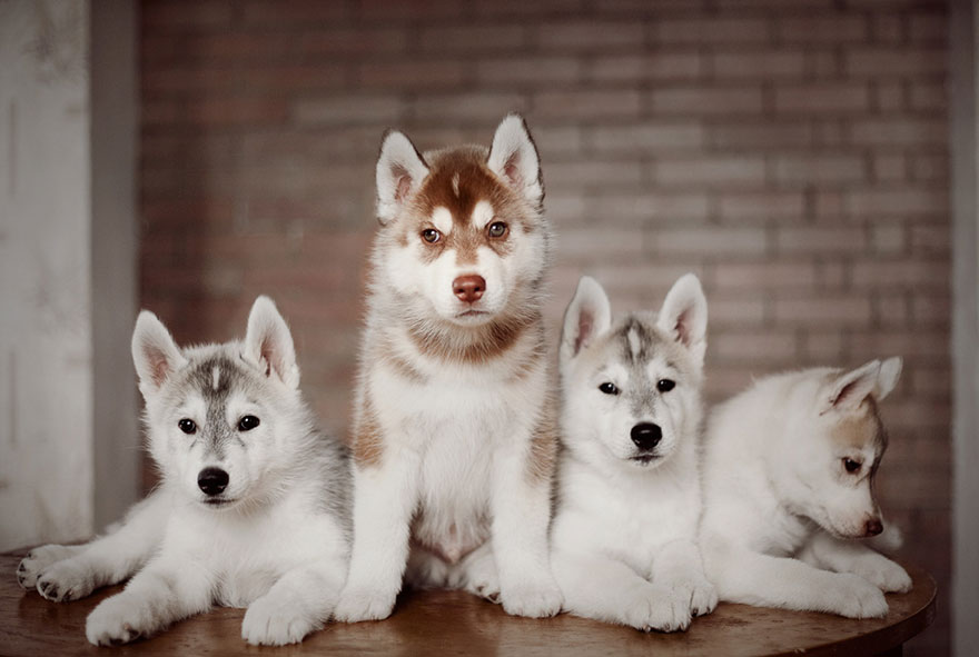 huskies 3