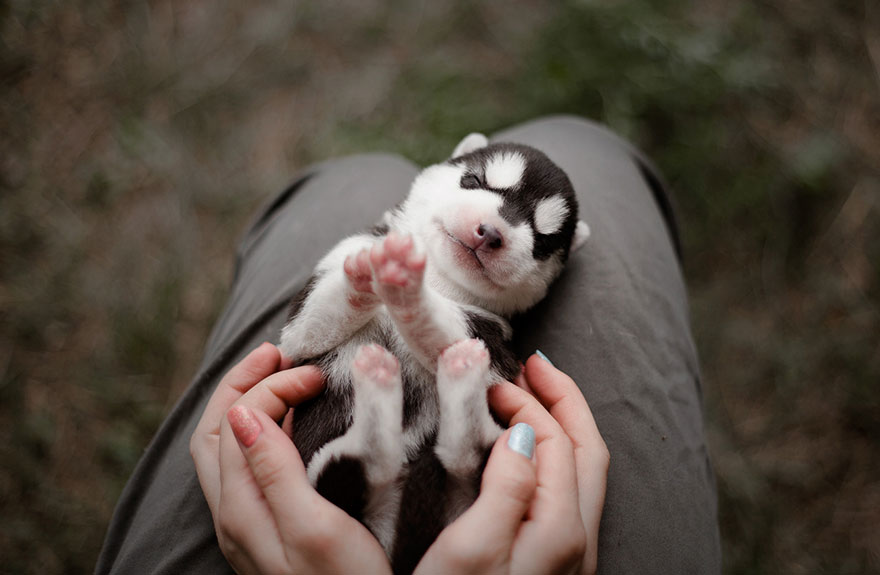 huskies 4
