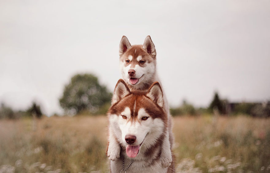 huskies 6