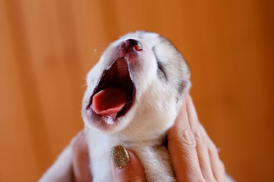 huskies 9