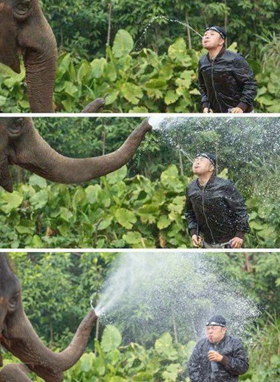 provocando a un elefante