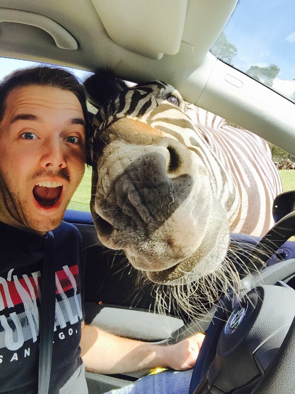 selfie cebra