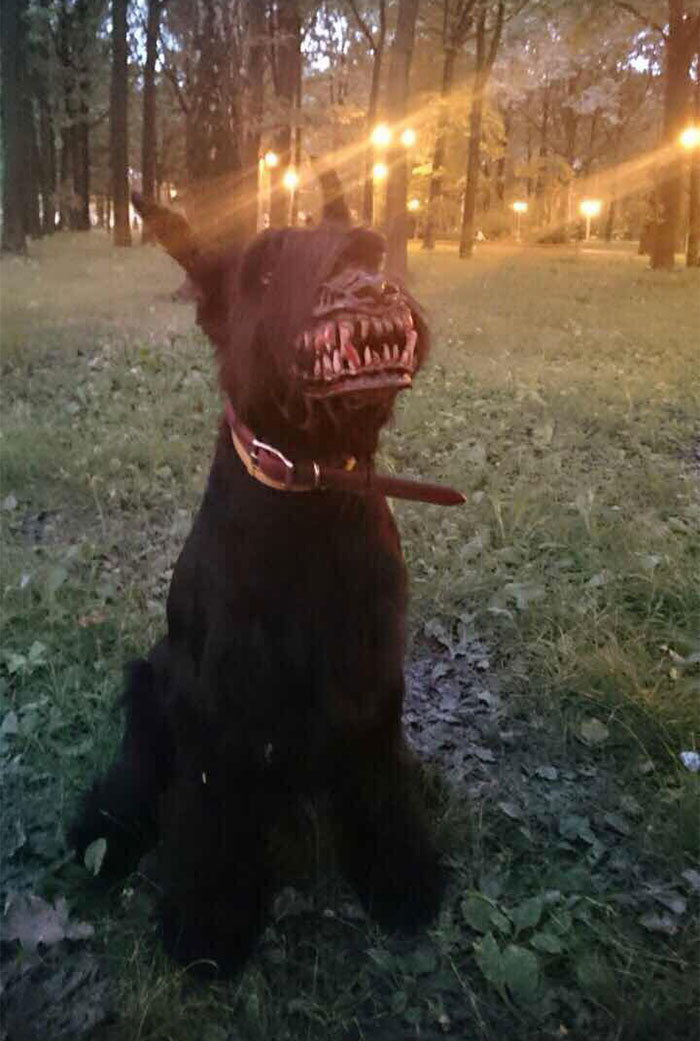 bozal para meter miedo 3