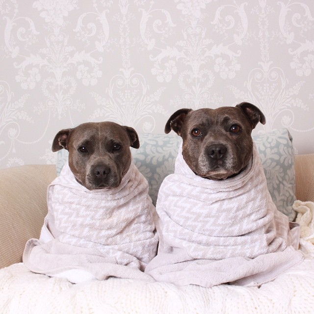 perros 3