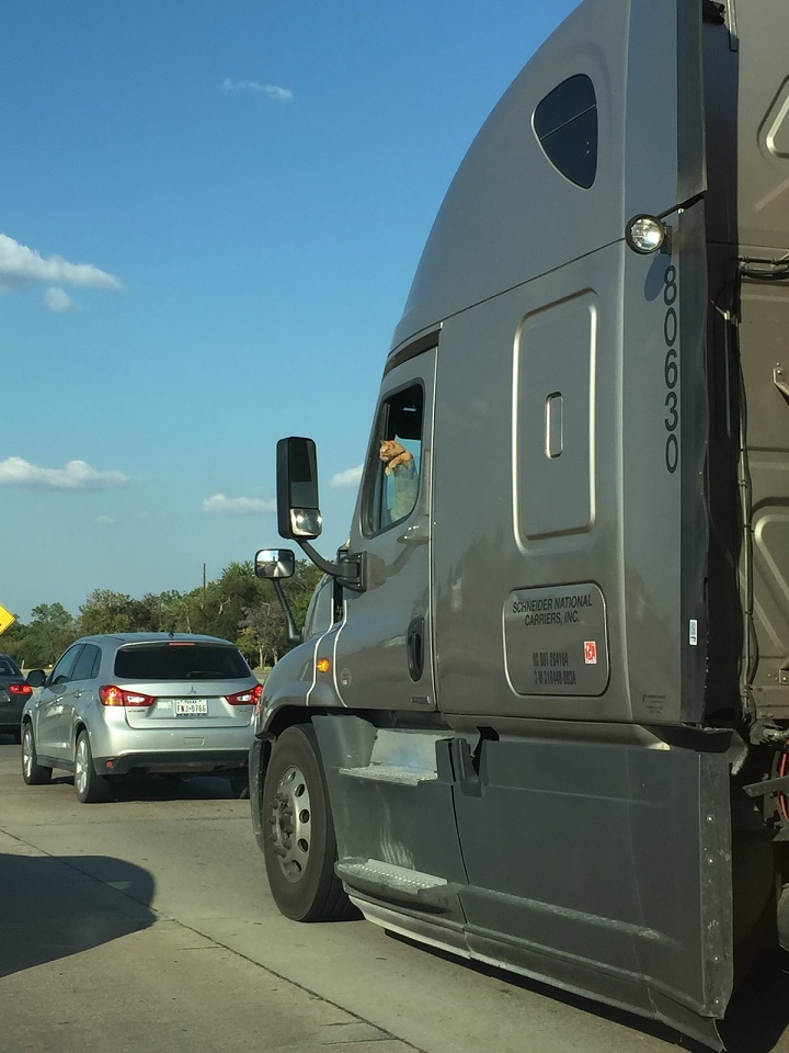 gato camionero