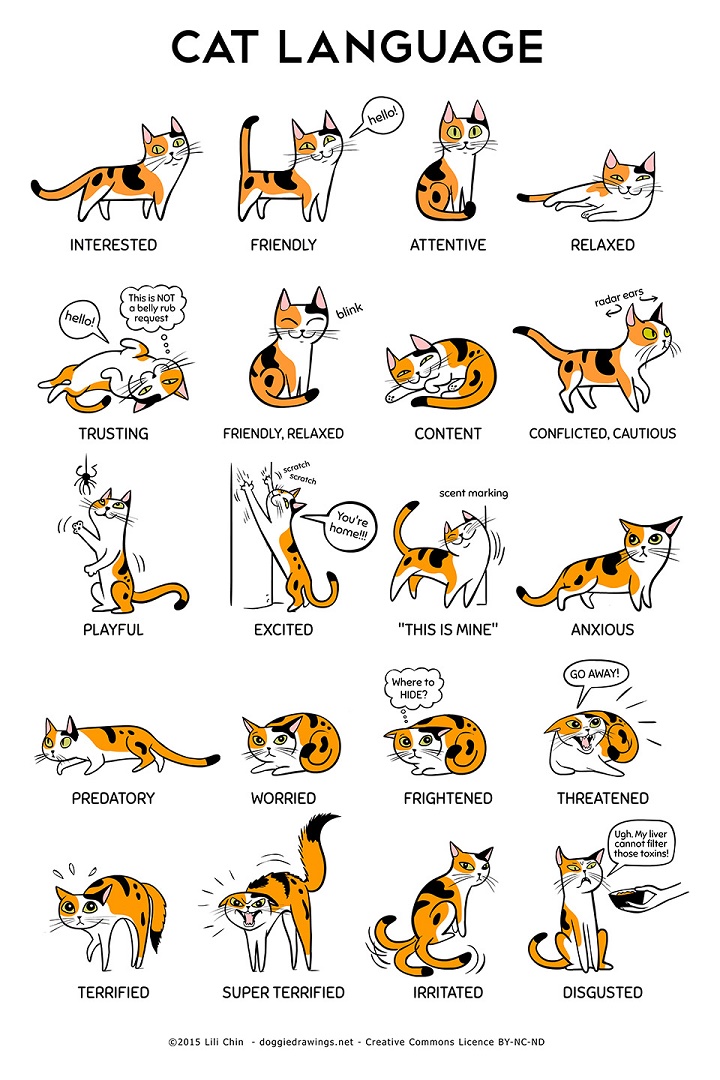 lenguaje gatos