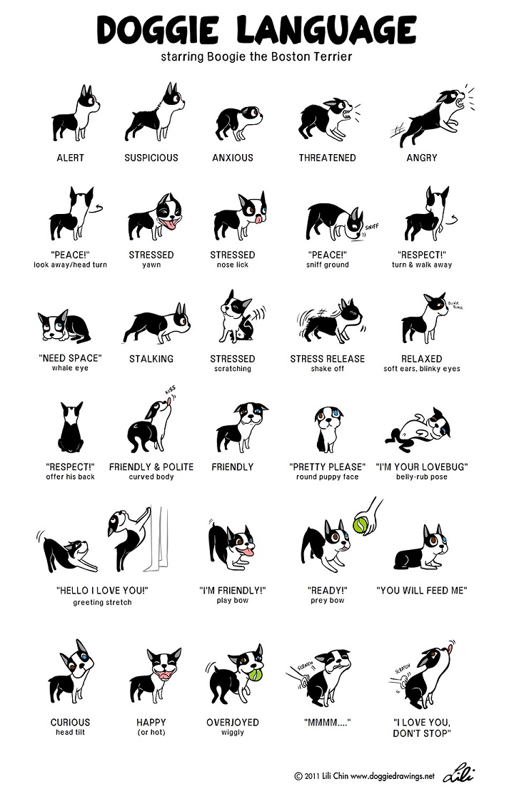 lenguaje perros