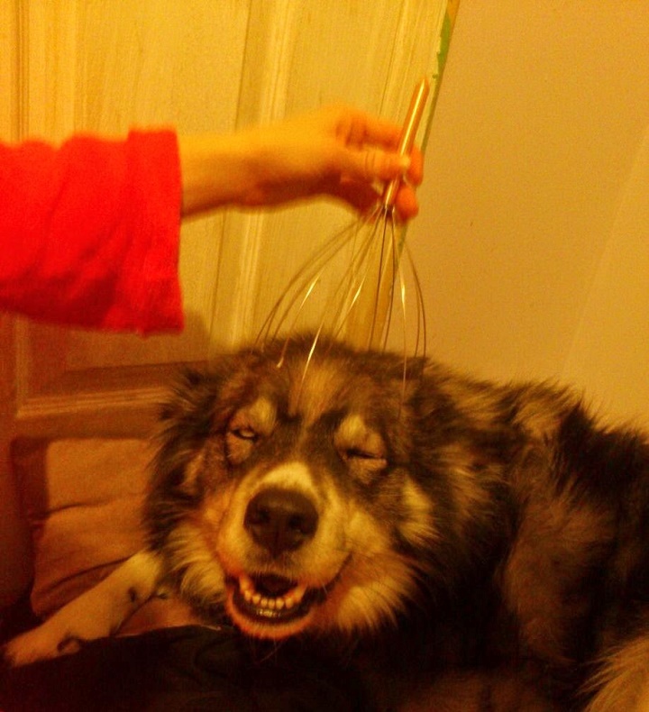 perro masaje cabeza