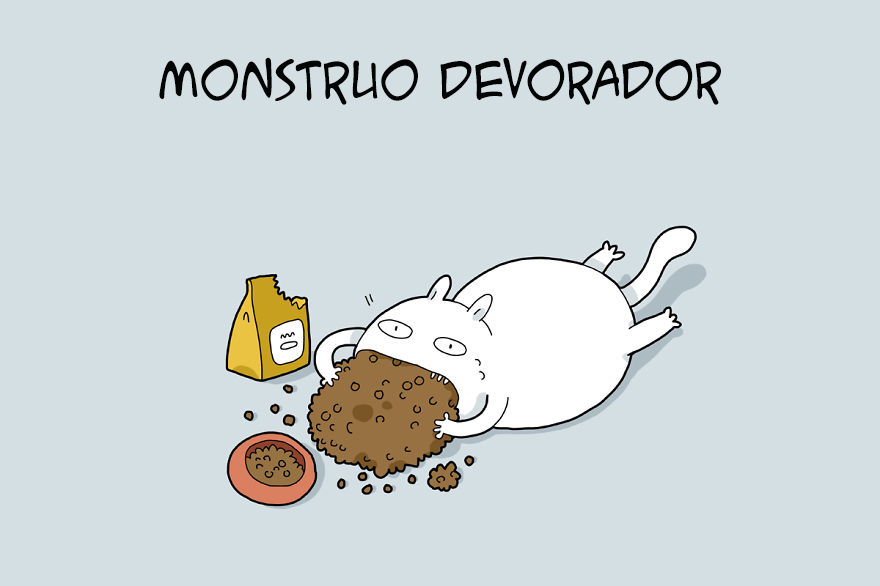 tipos de gatos 1