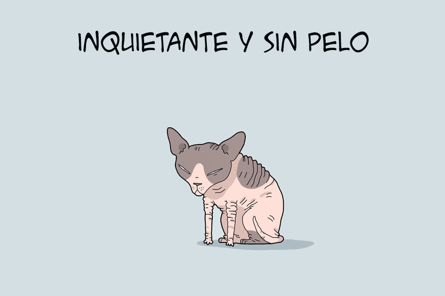 tipos de gatos 10