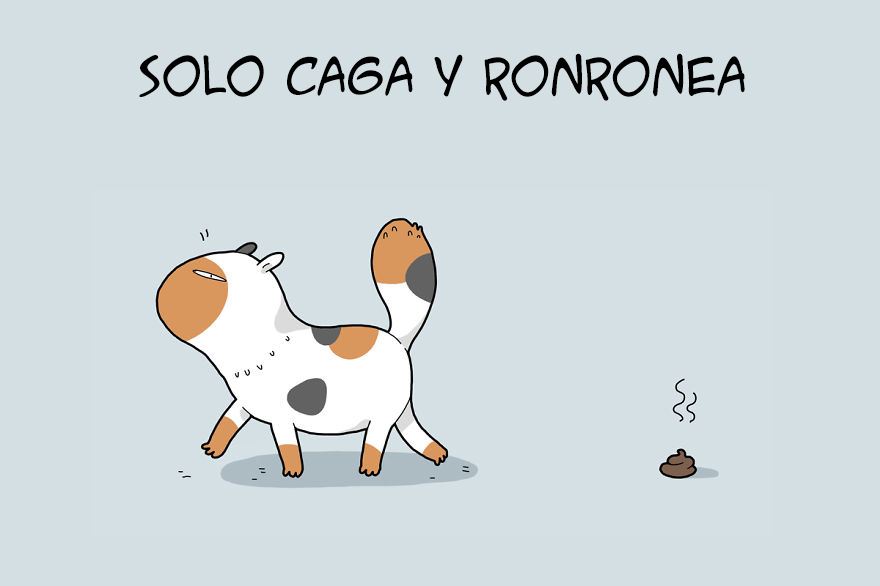 tipos de gatos 4
