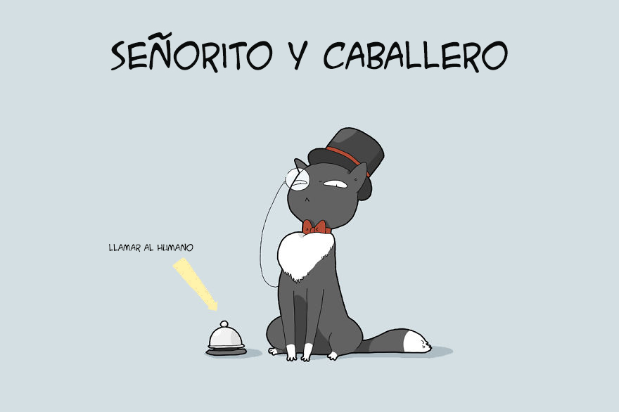tipos de gatos 8