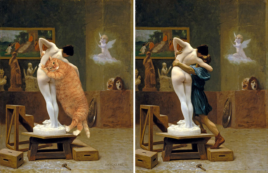 gatos humor 8
