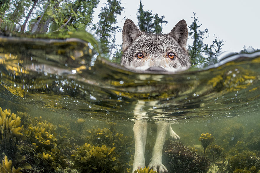mejores fotos National Geographic 2015 1