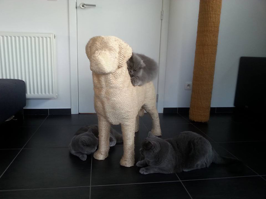 rascador forma de perro 4