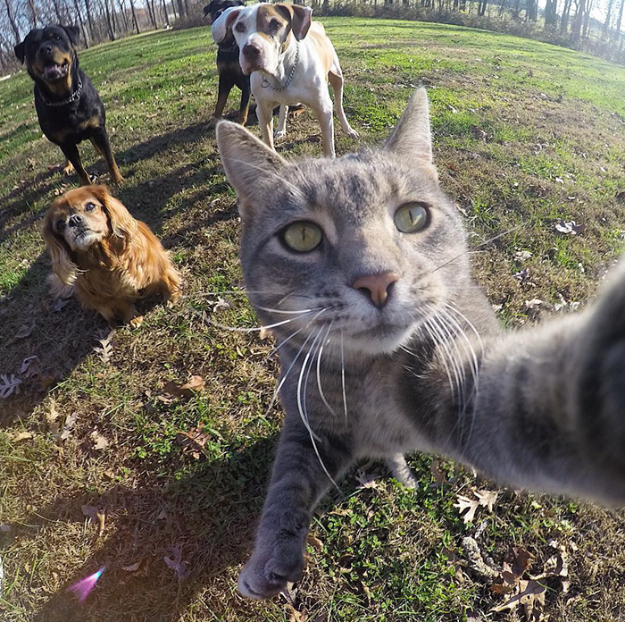 el gato que se hace selfies 1