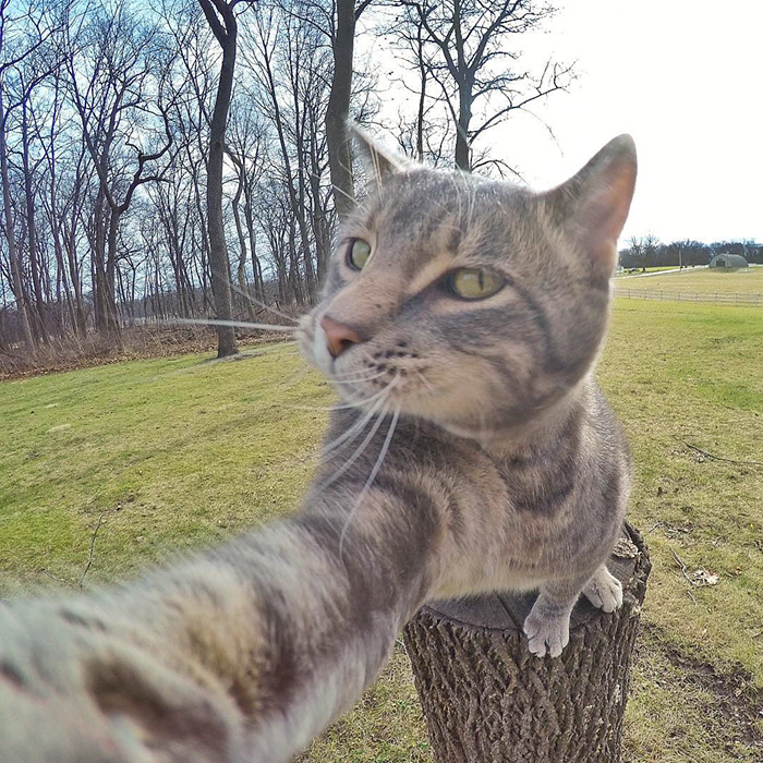 el gato que se hace selfies 2
