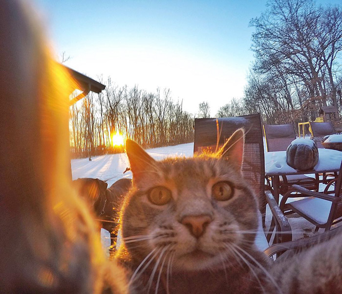 el gato que se hace selfies 4