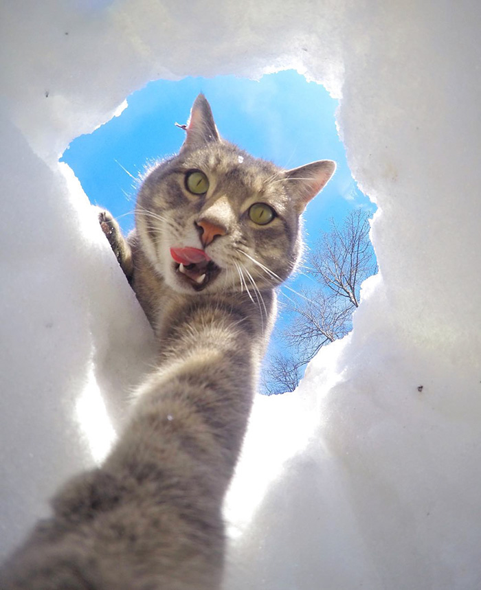 el gato que se hace selfies 6