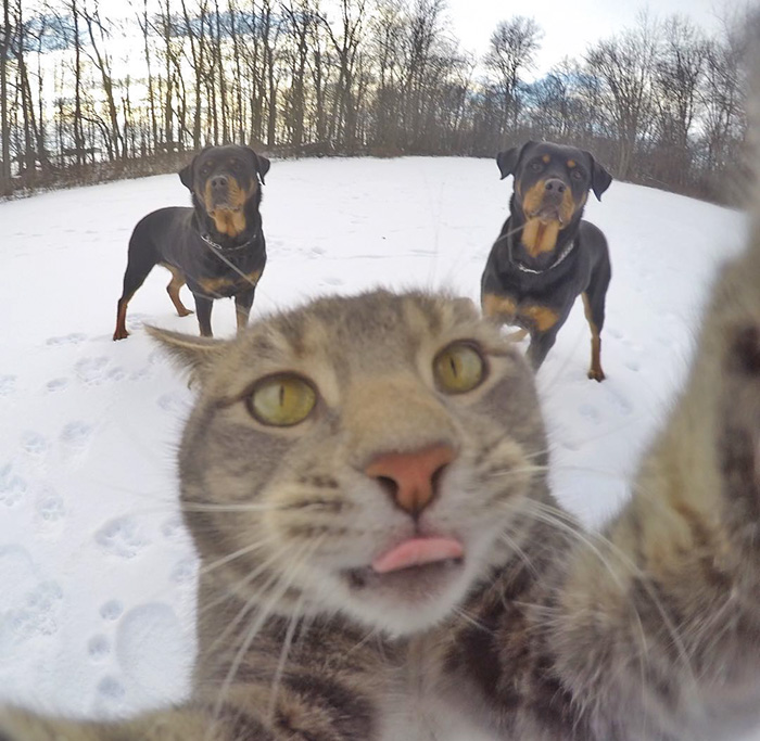 el gato que se hace selfies 7