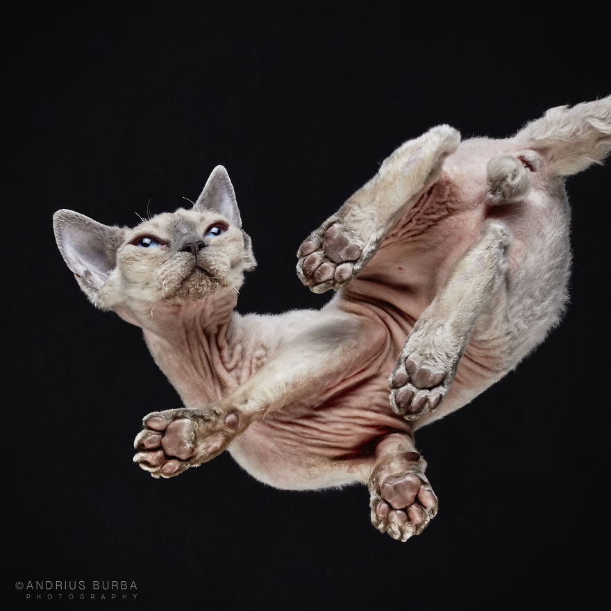 fotos de gatos desde abajo 10