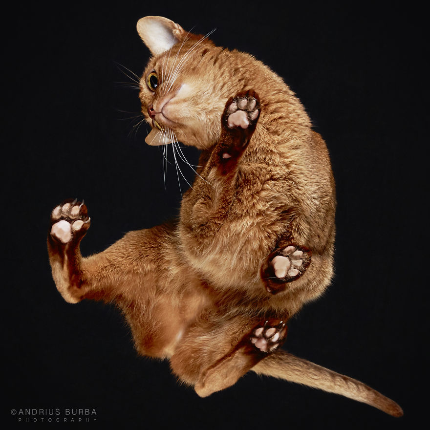 fotos de gatos desde abajo 12