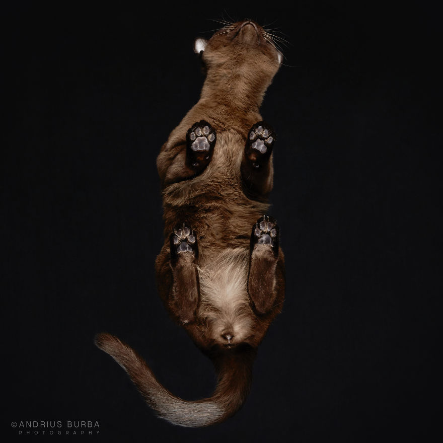 fotos de gatos desde abajo 13