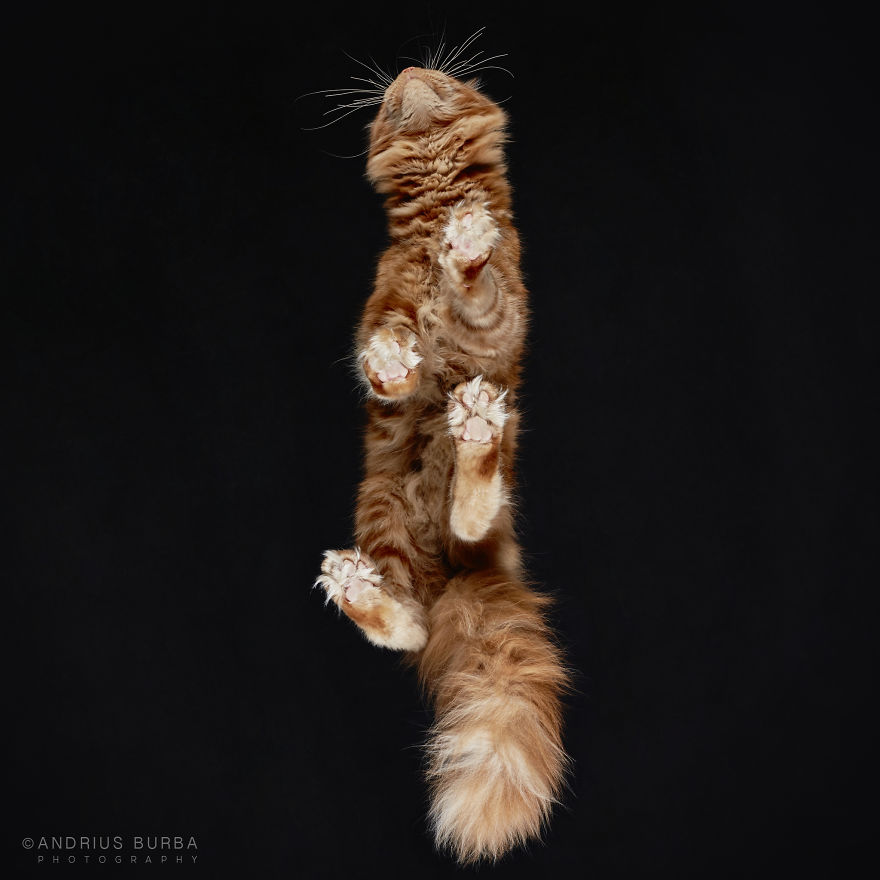fotos de gatos desde abajo 14