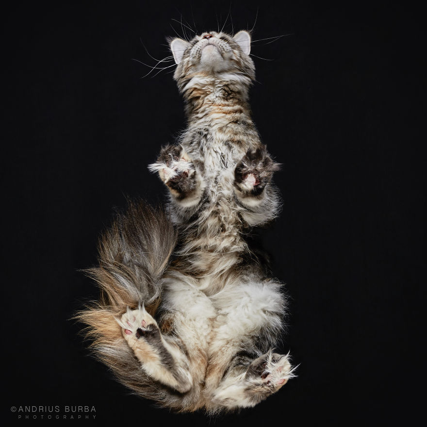 fotos de gatos desde abajo 15