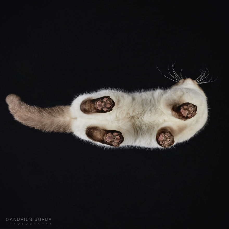 fotos de gatos desde abajo 3