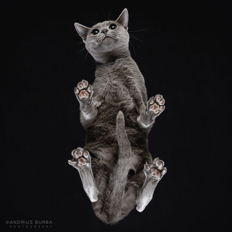 fotos de gatos desde abajo 5