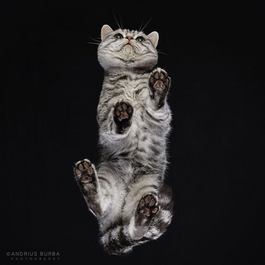 fotos de gatos desde abajo 6