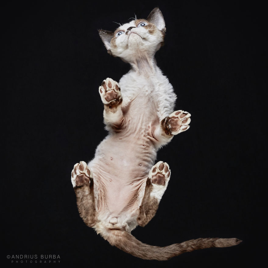 fotos de gatos desde abajo 7