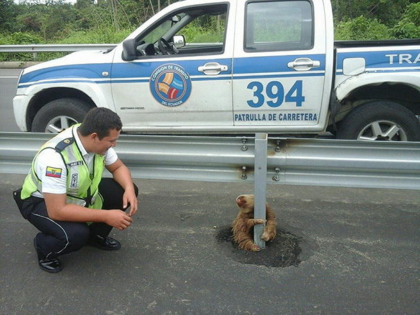 policia rescatando a un oso perezoso 3