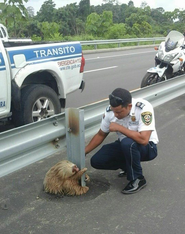 policia rescatando a un oso perezoso 4