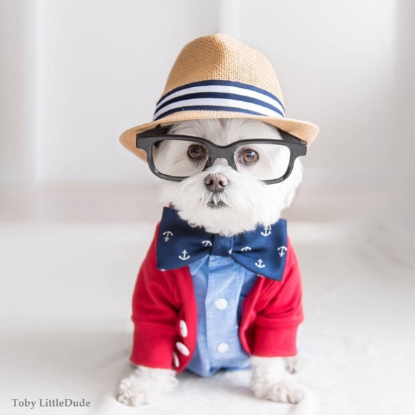 Toby perro hipster 1