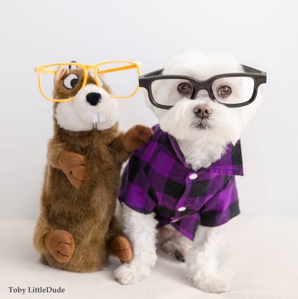Toby perro hipster 12