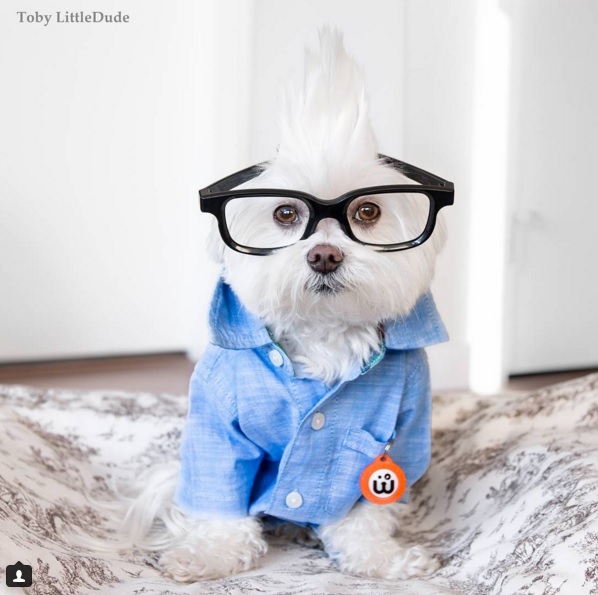Toby perro hipster 3